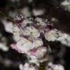 【新宿御苑】桜の夜間ライトアップに行ってみた