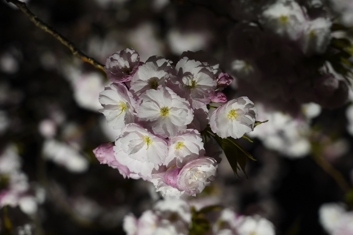 新宿御苑 桜のライトアップ