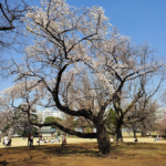 【新宿御苑】2024年花見シーズンの土日は事前予約が必要、Web予約可